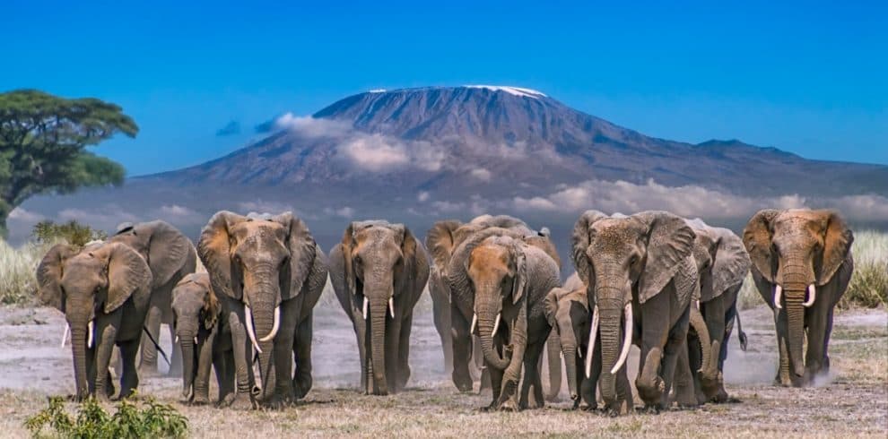 Amboseli Safari Adventure - Safari tour in Kenya, East Africa