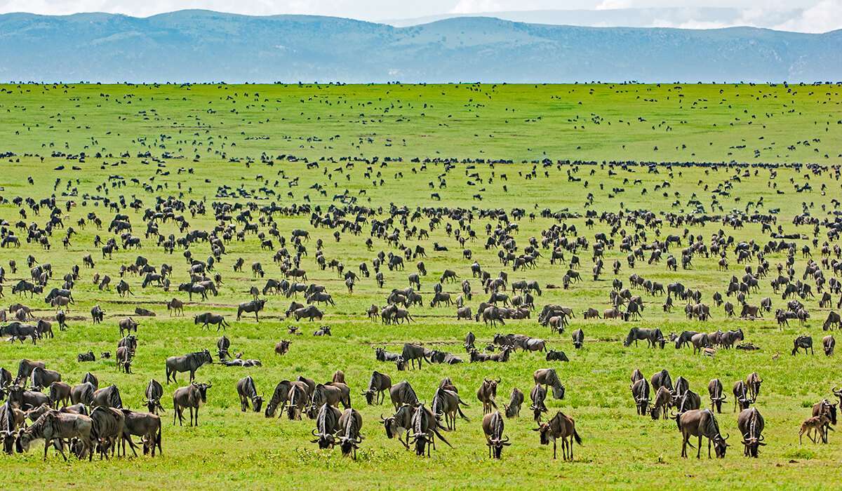 Serengeti Migration Safari - Safari tour in Tanzania, East Africa