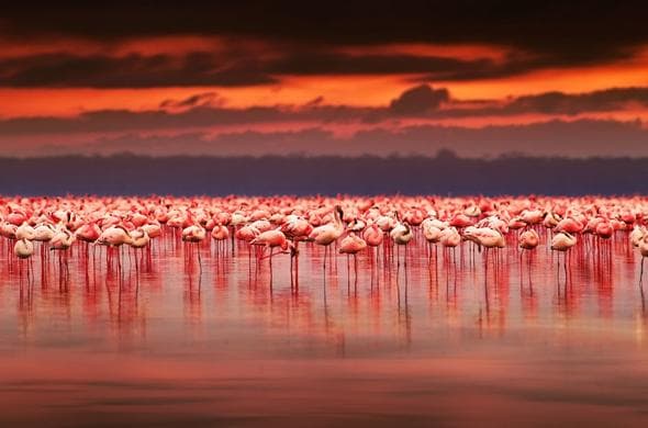 Lake Nakuru Flamingo Tour - Safari tour in Kenya, East Africa